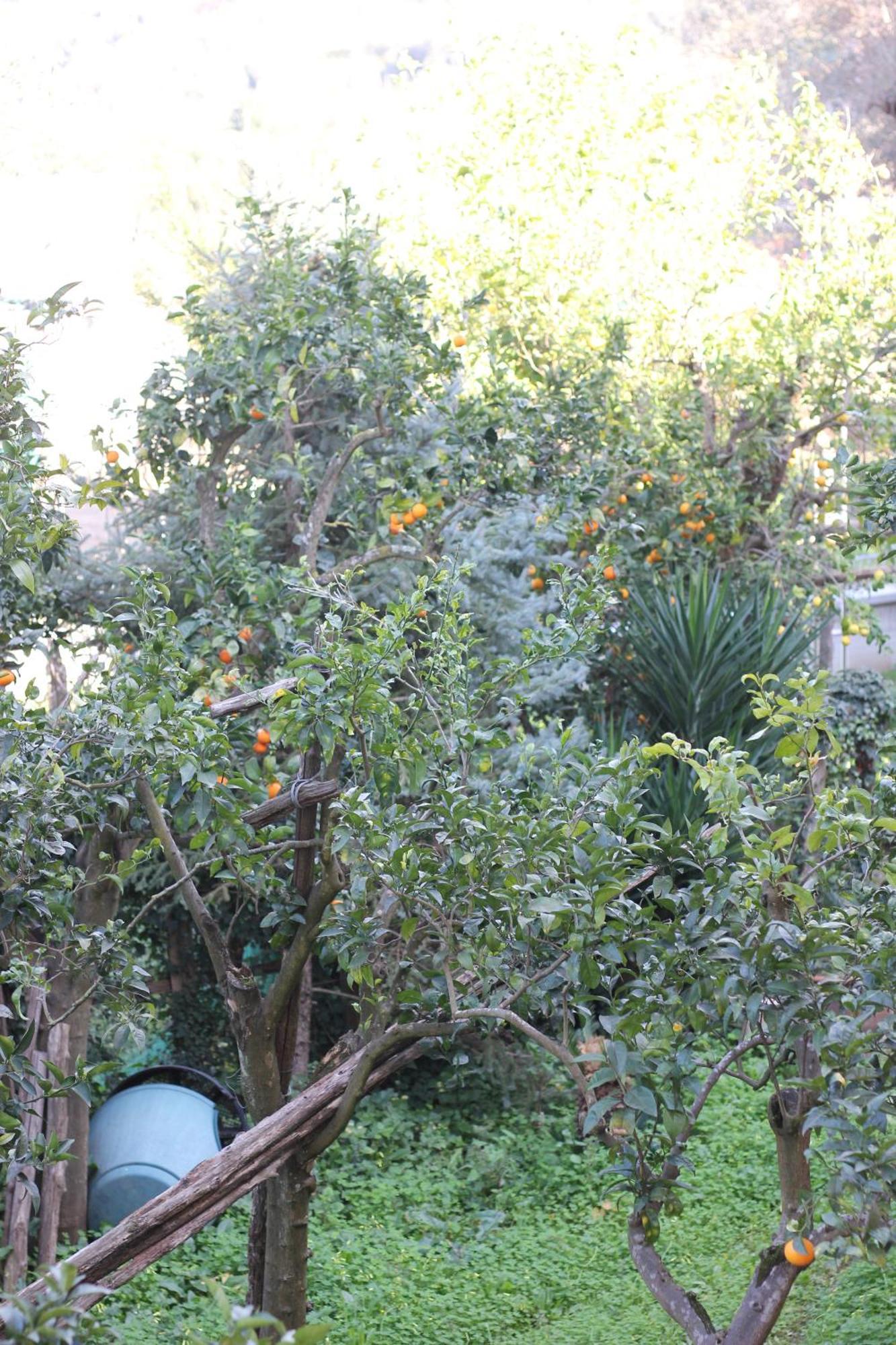 Appartamento Domus Marziale Sorrento Esterno foto